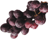 Traube